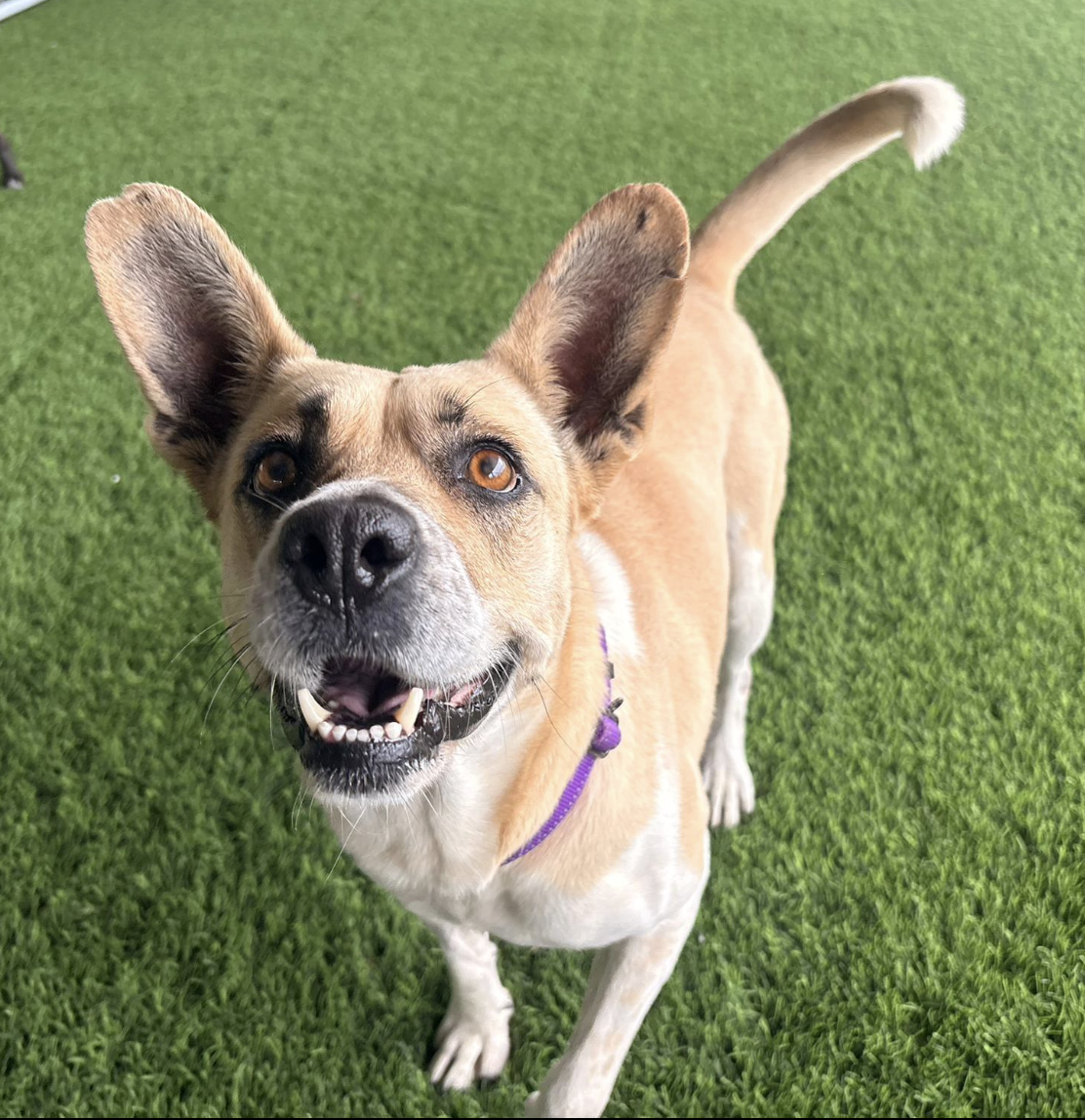 Happy mixed-breed dog with large ears and a purple collar, standing on green grass, looking up at the camera with a smile.