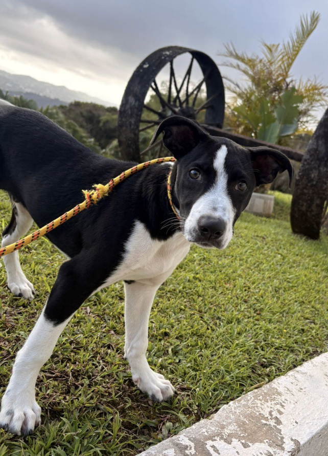 Black and white dog on leash outdoors with old wagon wheel and greenery in background.
