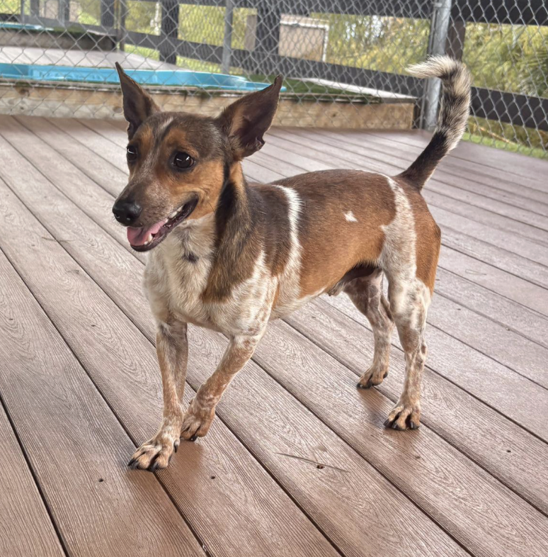 A small, brown and white dog standing on a wooden deck, with a fenced yard and a blue kiddie pool in the background.