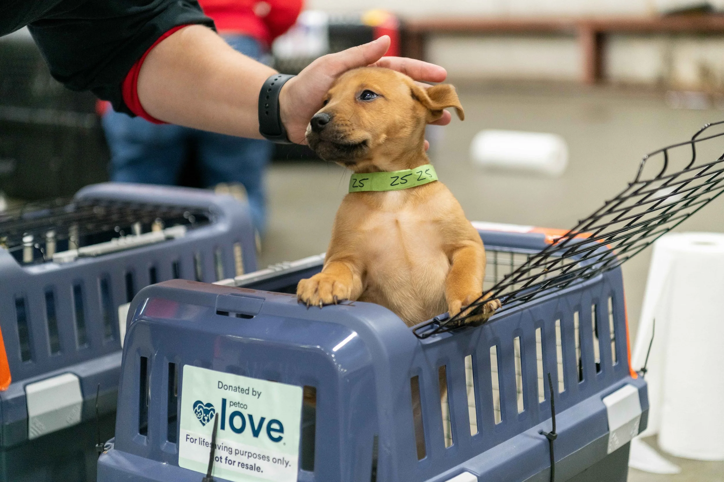 A small brown puppy inside a pet carrier with a green collar, being gently petted on the head by a person.