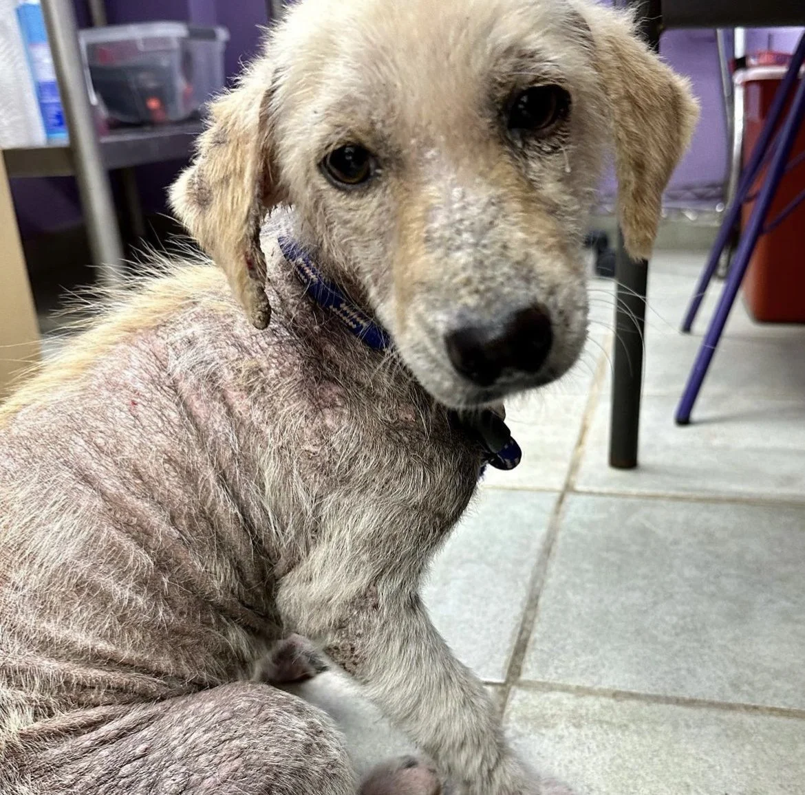 A young dog with sparse, patchy fur and skin irritation, sitting on a gray tiled floor in a room with purple and metal furniture.