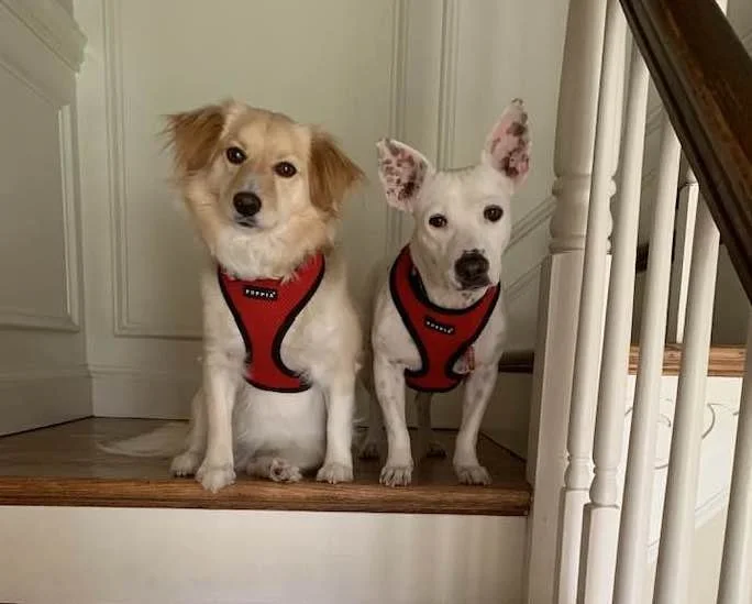 Two dogs sitting on a wooden staircase, both wearing matching red harnesses. One dog has light-colored fluffy fur and floppy ears, the other has short white fur and pointed ears.