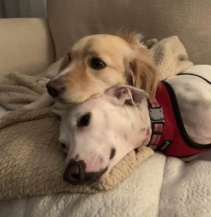 Two dogs lying closely together on a couch, with one resting its head on the other. The first dog is golden with floppy ears and brown eyes, while the second is white with black spots, a pink nose, and is wearing a red harness.