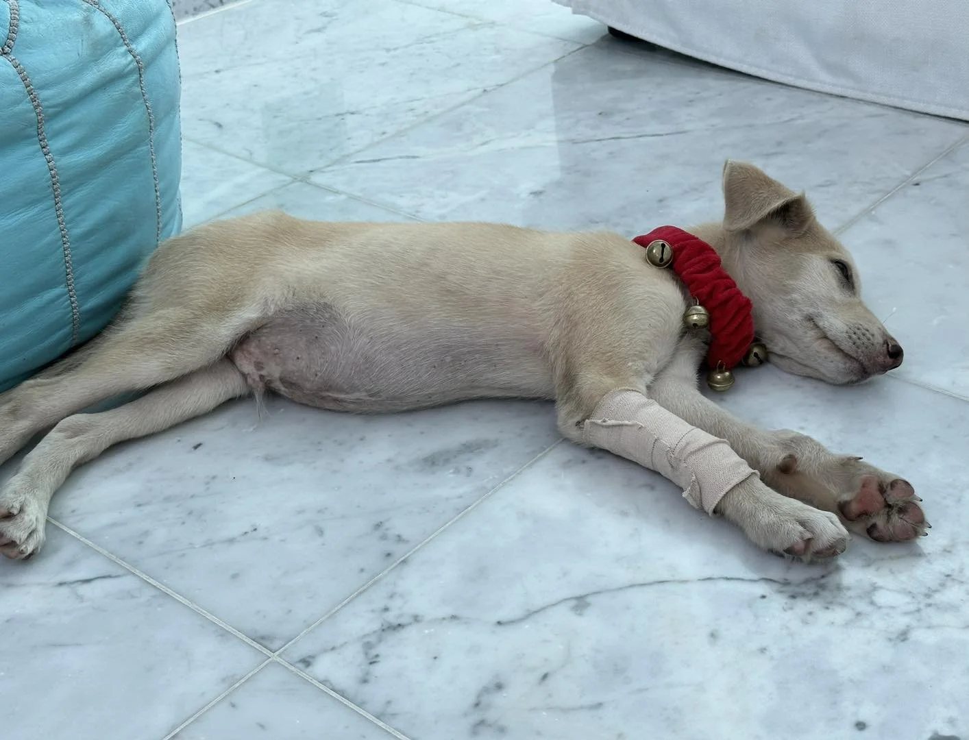 A small sleeping dog lying on a white marble floor, wearing a red collar with bells, with a bandaged front leg.