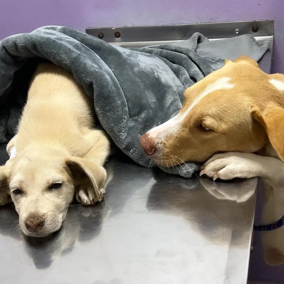 Two dogs lying on a stainless steel table, one under a gray blanket and the other resting its head on the table, in a veterinary clinic or animal shelter.