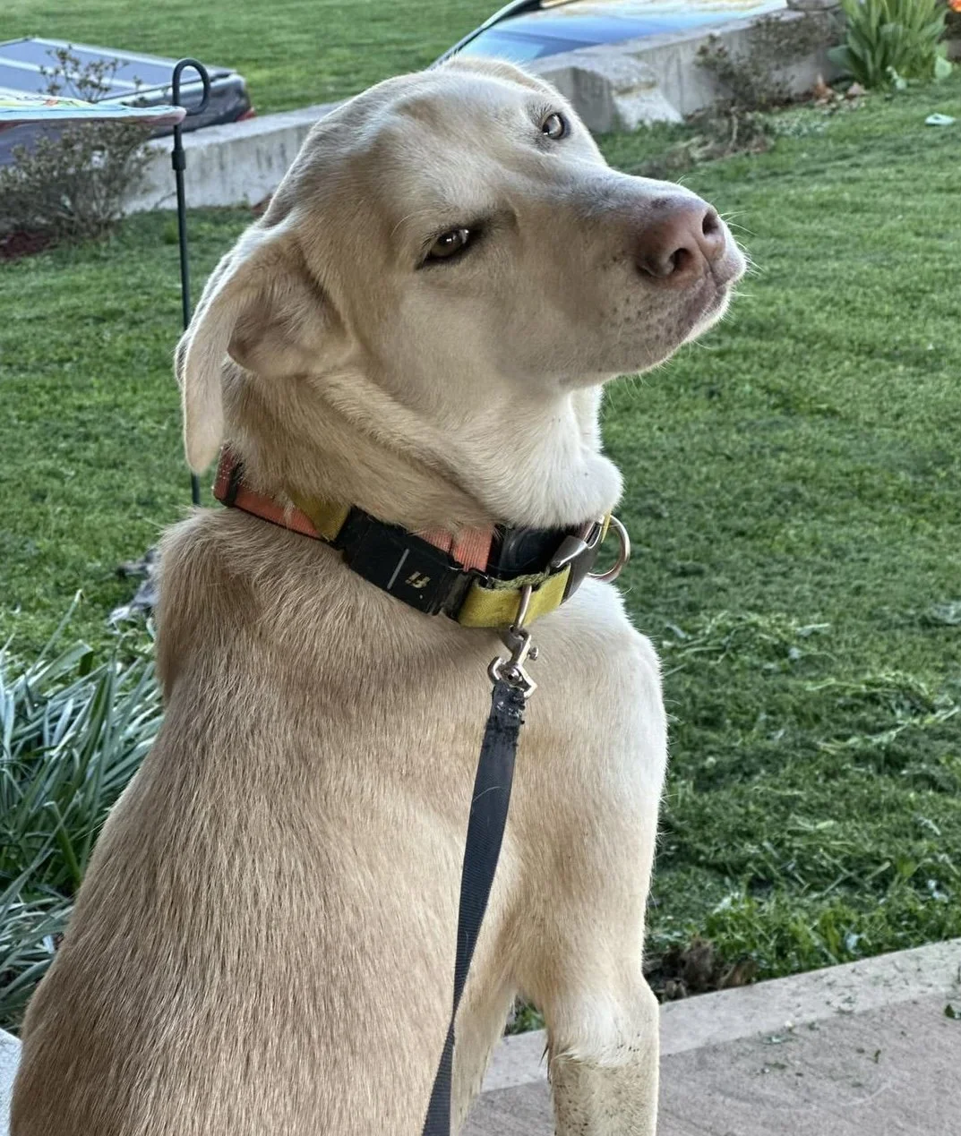 A tan dog with floppy ears sitting on a patio, looking back with a relaxed expression, on a leash with a collar, in front of a well-manicured lawn with plants and cars in the background.
