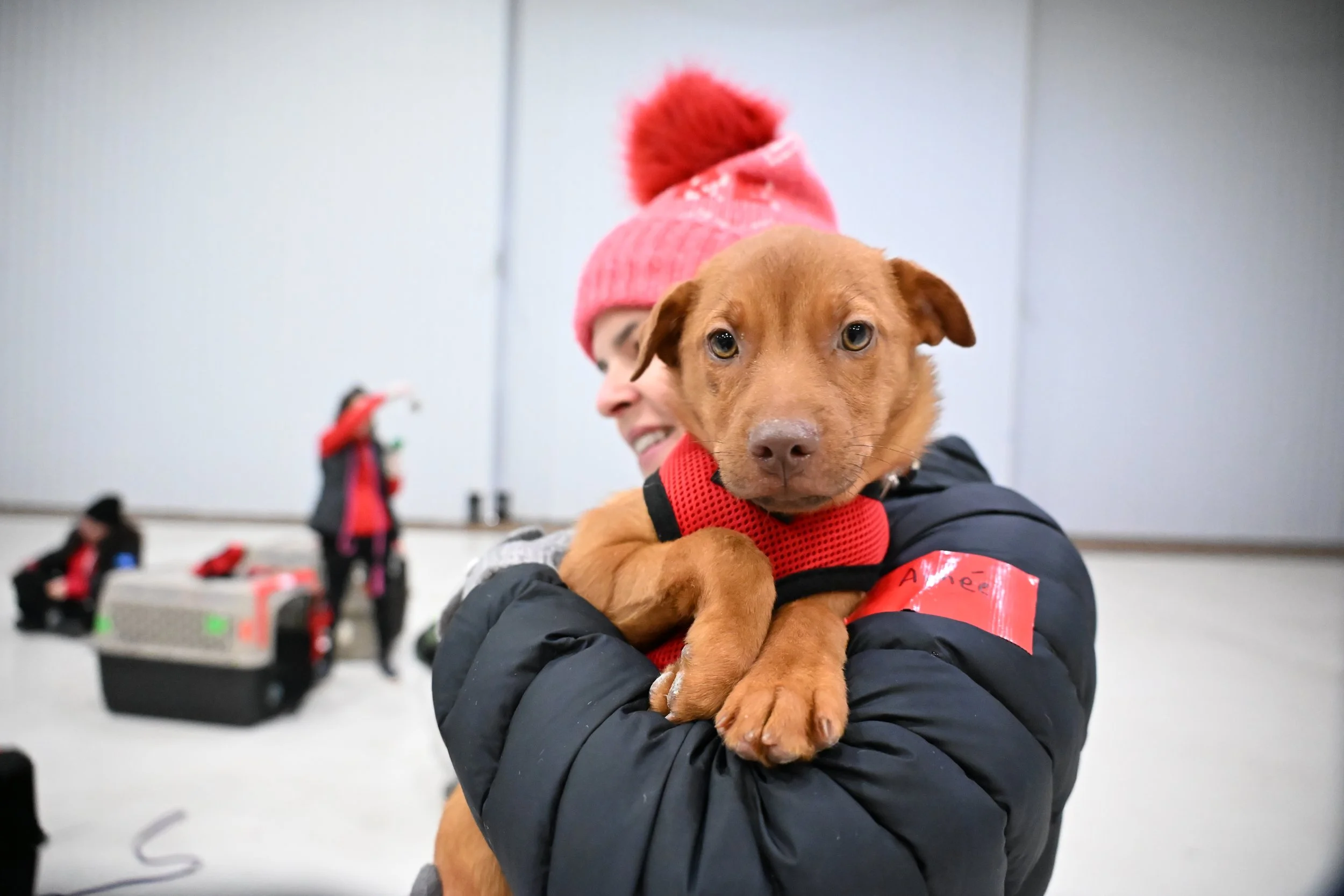 A person holding a brown puppy in an indoor setting, with other people and equipment in the background. The puppy is wearing a red vest and looking at the camera.