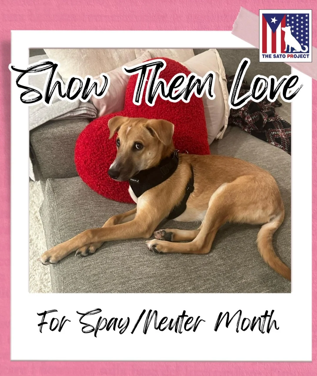 A dog lying on a gray couch with a large red heart-shaped pillow behind it, surrounded by beige and white pillows. The image has a pink background with text that says "Show Them Love" and "For Spay/Neuter Month". There's also a logo in the top right corner with a dog silhouette and the American flag.