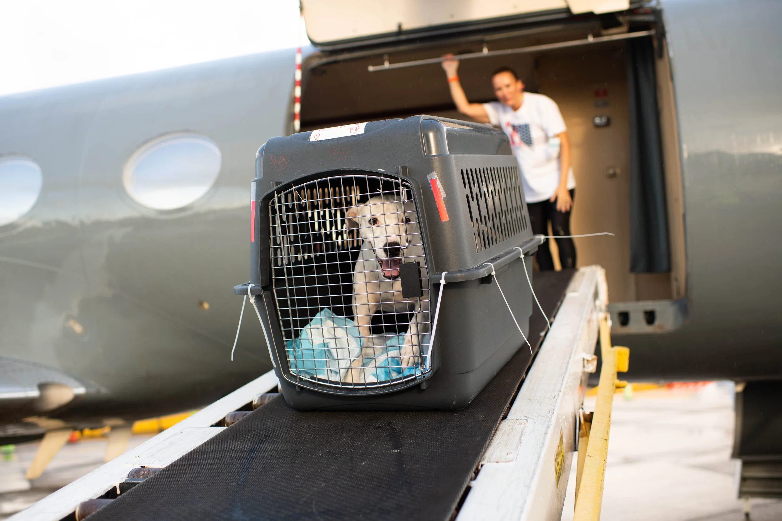 Photo by @thedogist