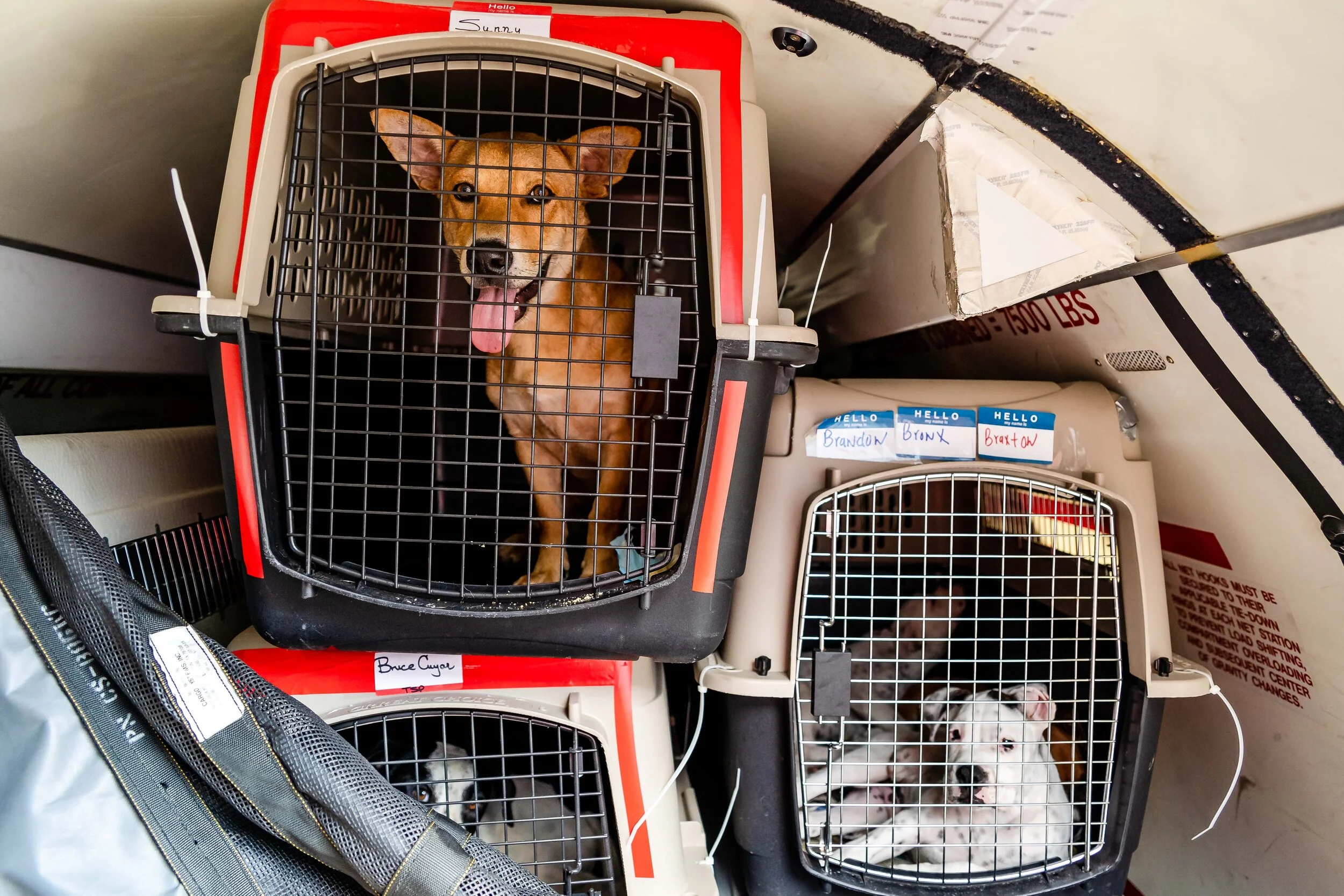 Photo by @NYCPetPhotographer