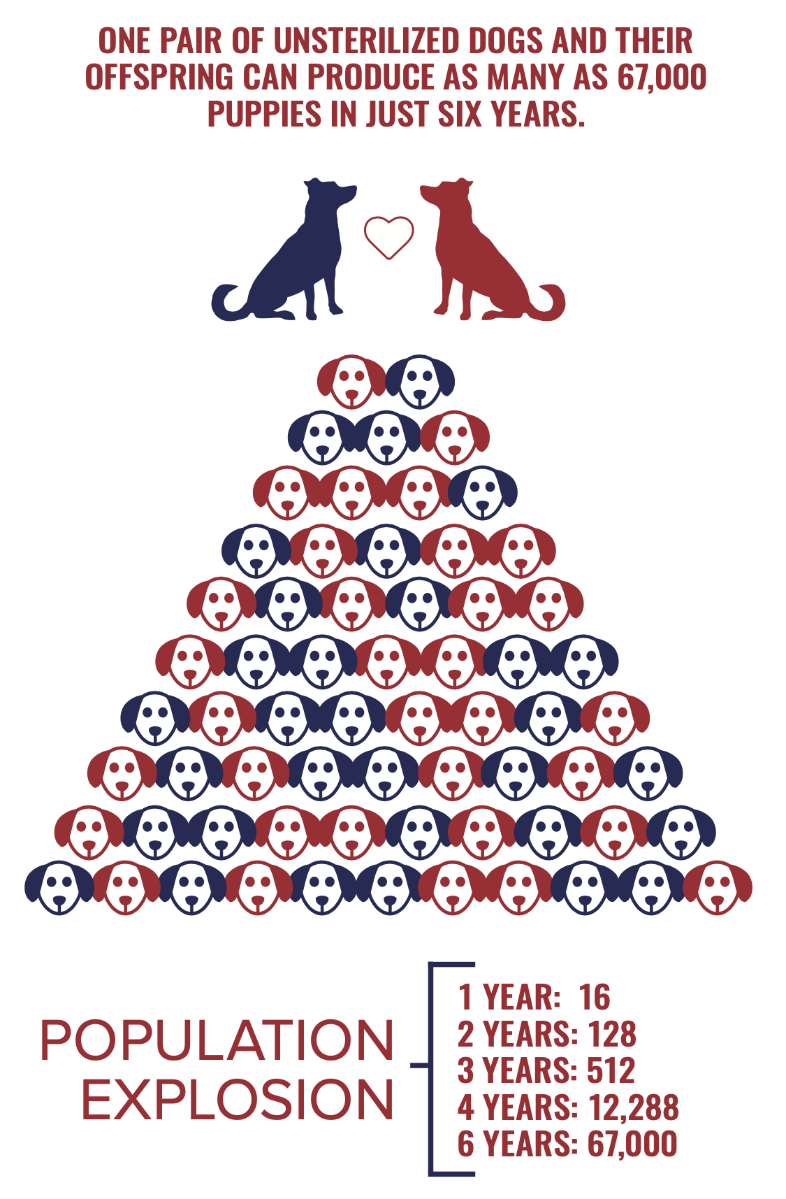 An infographic shows the population explosion of puppies from one pair of unsterilized dogs over six years, illustrating how they can produce up to 67,000 puppies, with a diagram of dogs and puppies and a legend with years and corresponding puppy counts.