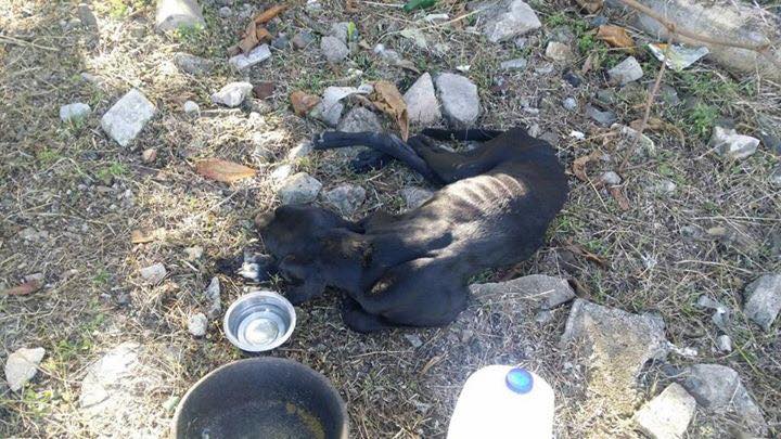 Cassius by the side of the road while we waited for help to load him in a transport vehicle.