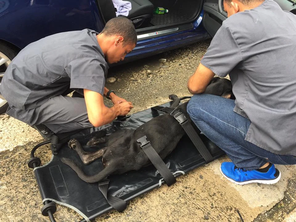 Unable to stand, we loaded him onto a stretcher.