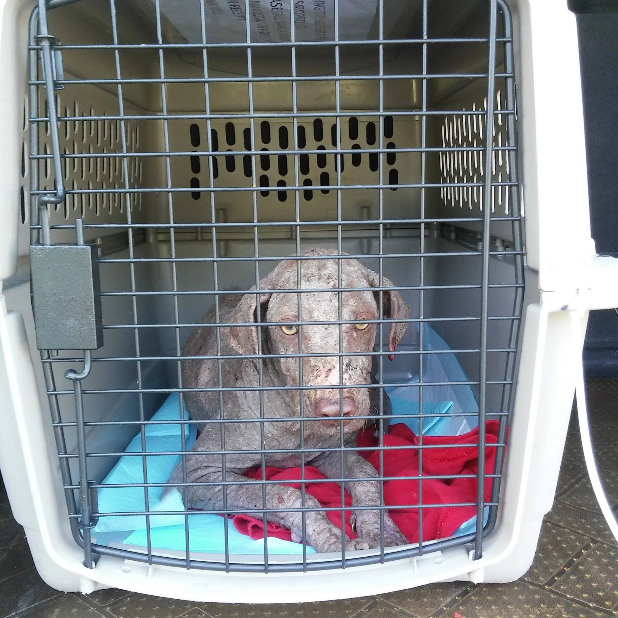 On July 29, Phoenix realized it was time for her 'freedom ride'.