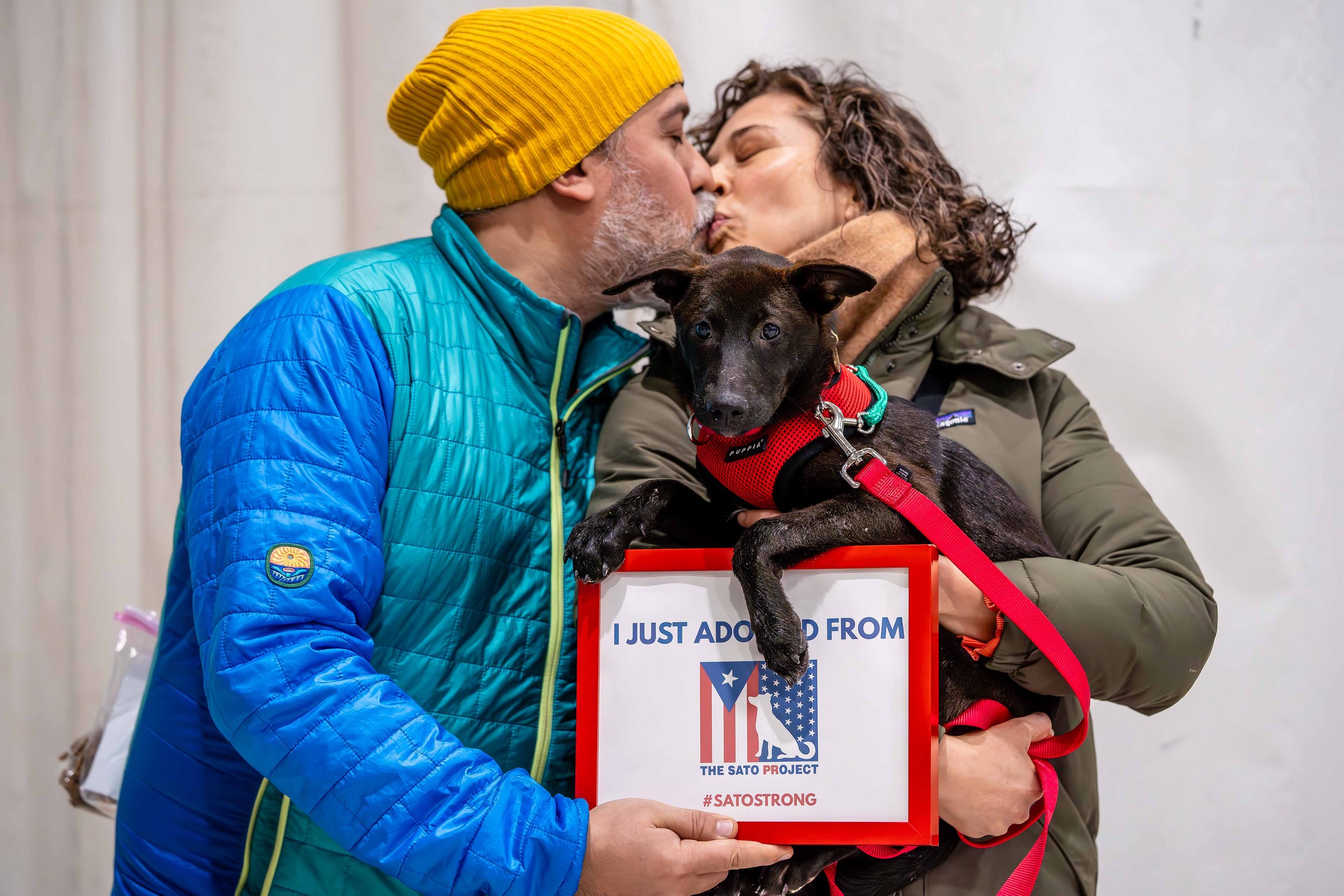 A man and woman are sharing a kiss while holding a puppy between them. The puppy has a red harness and is holding a sign that reads 'I JUST ADOPTED FROM THE SATO PROJECT #SATOSTRONG'. The man is wearing a yellow beanie and a blue jacket, and the woma