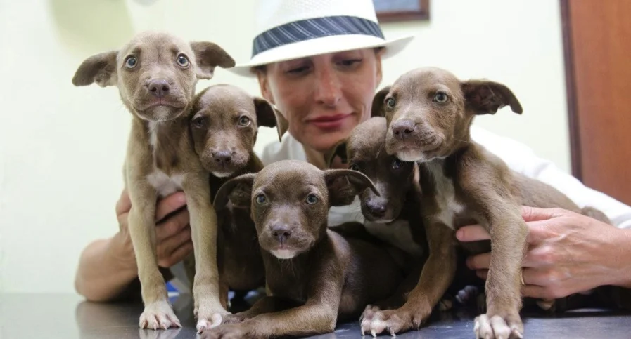 A woman wearing a white hat with a blue band is holding and cuddling five brown puppies on a table.