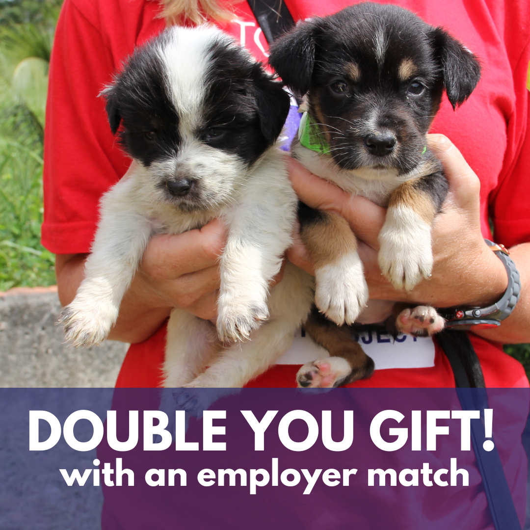 Two puppies being held by a person in a red shirt outdoors.