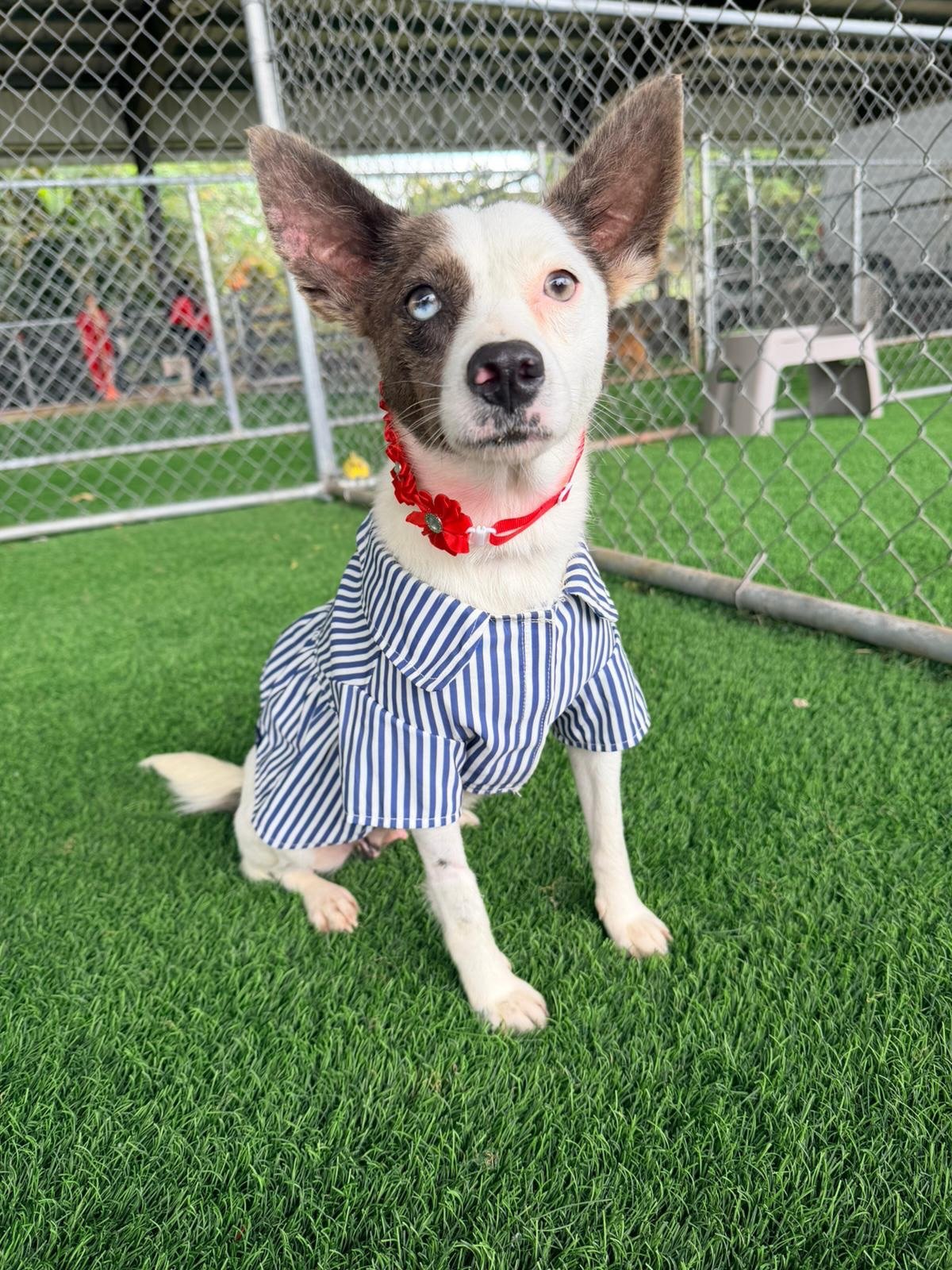 Our beauty queen BARBARA is ready for her close-up! Barbara was found pregnant and we knew we needed to give her a safe place to deliver her babies. While her puppies are still too young for adoption, their sweet mama is ready to go!

Barbara is 1-2 