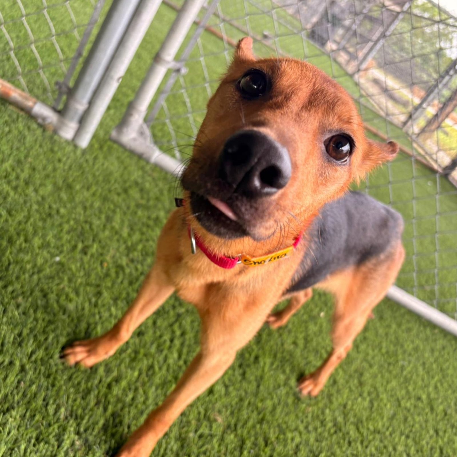SHAKIRA&rsquo;S MICROCHIP DONT LIE 💃

May is #NationalMicrochipYourPetMonth and we are giving the spotlight to our adoptable SHAKIRA to tell you all about it!

According to the @aspca, implanted microchips, when combined with visible ID tags on a pe