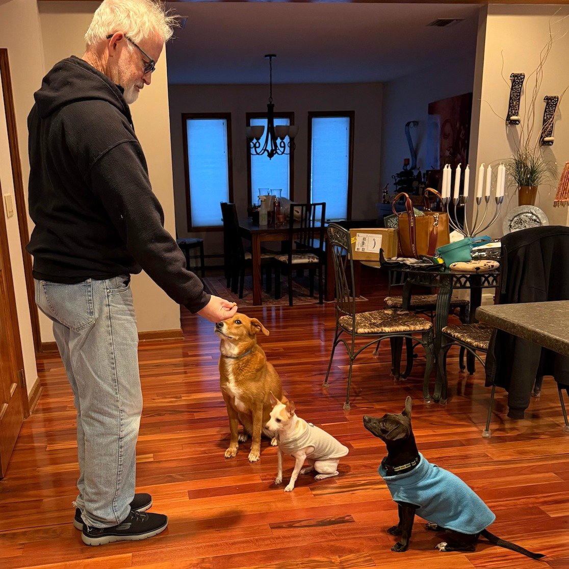 TONIGHT is our Foster Program Zoom Update &amp; Overview! Come join us at 6 PM EST to go over what it's like to foster a sato, and craft a vision for the future of our foster program together 🐾

Link to register in our bio and stories 😊

#SatoStron