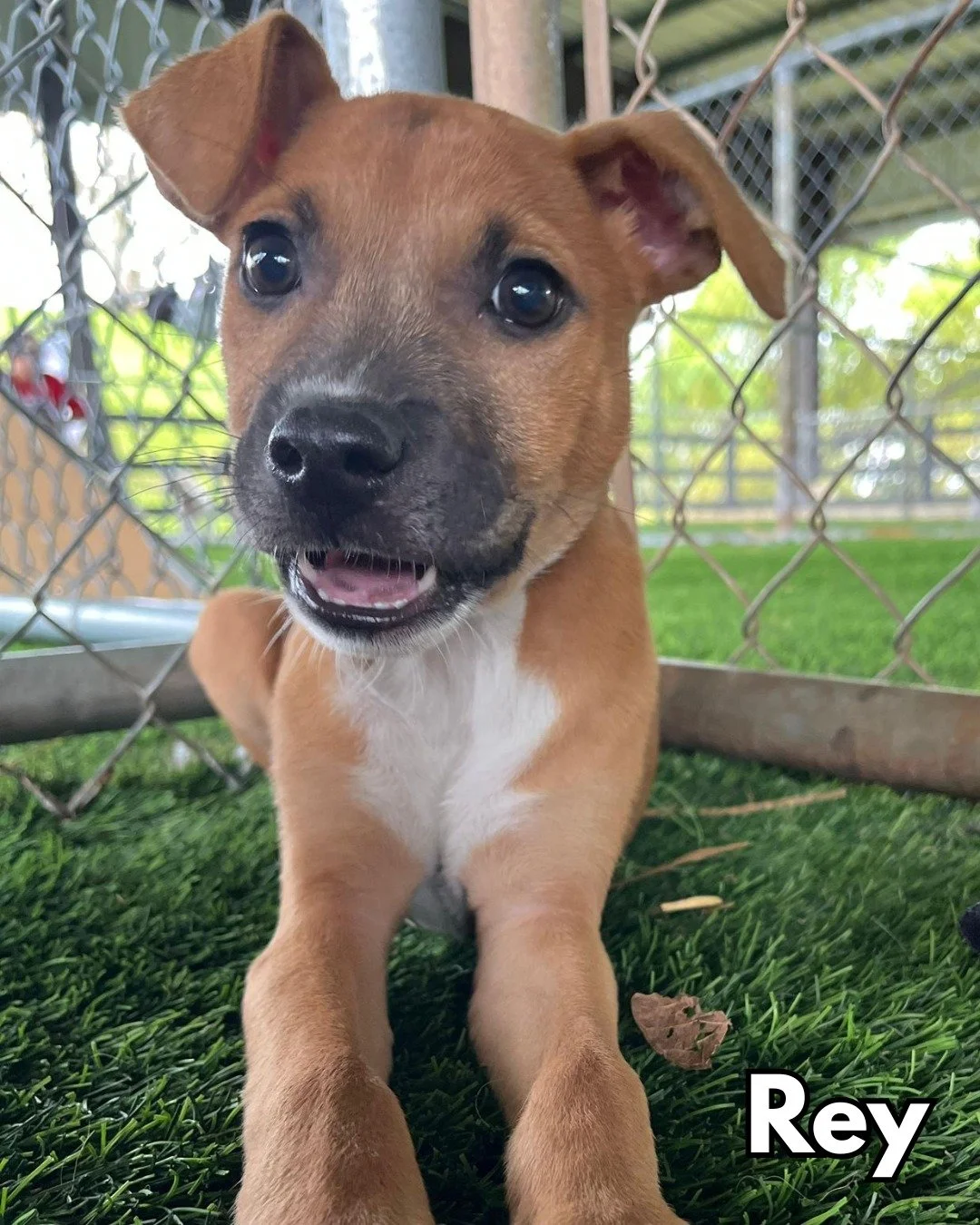 May the 4th be with...satos!!! ⭐

REY, LEIA, HAN SOLO, and LUKE SKYWALKER are here to celebrate the star studded festivities! All four are three months old and weigh between 10-15 lbs. This litter is affectionate, sweet, playful, and doing an amazing