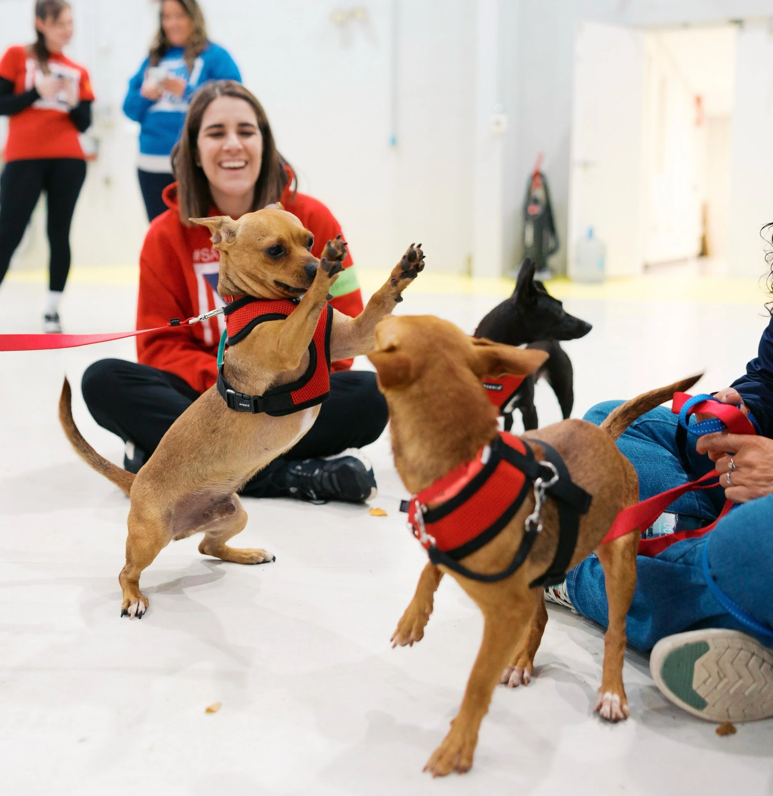 Leashes, collars, harnesses, oh my! Our satos need some SUPPLIES 🐕&zwj;🦺🦴🥎

In anticipation of our inaugural SATO United flight next Saturday, we are calling on our community to help us stock our supply of transport gear! The Sato Project takes s