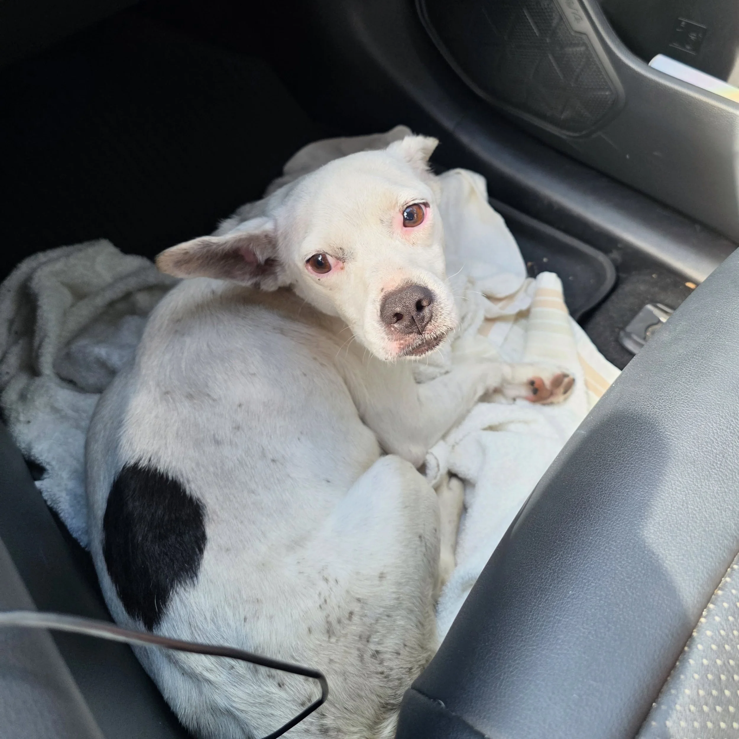 Developing story - DUCHESS found heavily pregnant.

Yesterday at Dead Dog Beach, Natalia and Samuel came across this friendly, open-hearted sato who seemed ready to give birth any second. She approached them with a wagging tail and a pleading look in