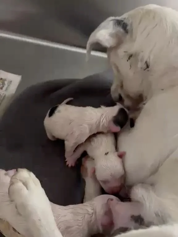 They&rsquo;re here. 

This little family of seven. 

A Mother&rsquo;s Day blessing we can hardly believe!!

We are so excited and relieved to announce that Duchess gave birth to six healthy puppies. 2 boys, 4 girls. 

They are perfect. Mama Duchess i