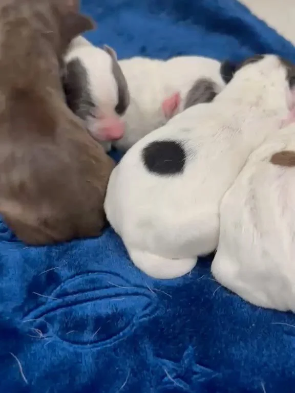 As promised, we&rsquo;re back with an update on Duchess&rsquo; puppies ❤️

These six little creatures are doing amazing. They&rsquo;re all healthy and eating well. Duchess is an incredible mother to them already, keeping them close and fed and safe. 