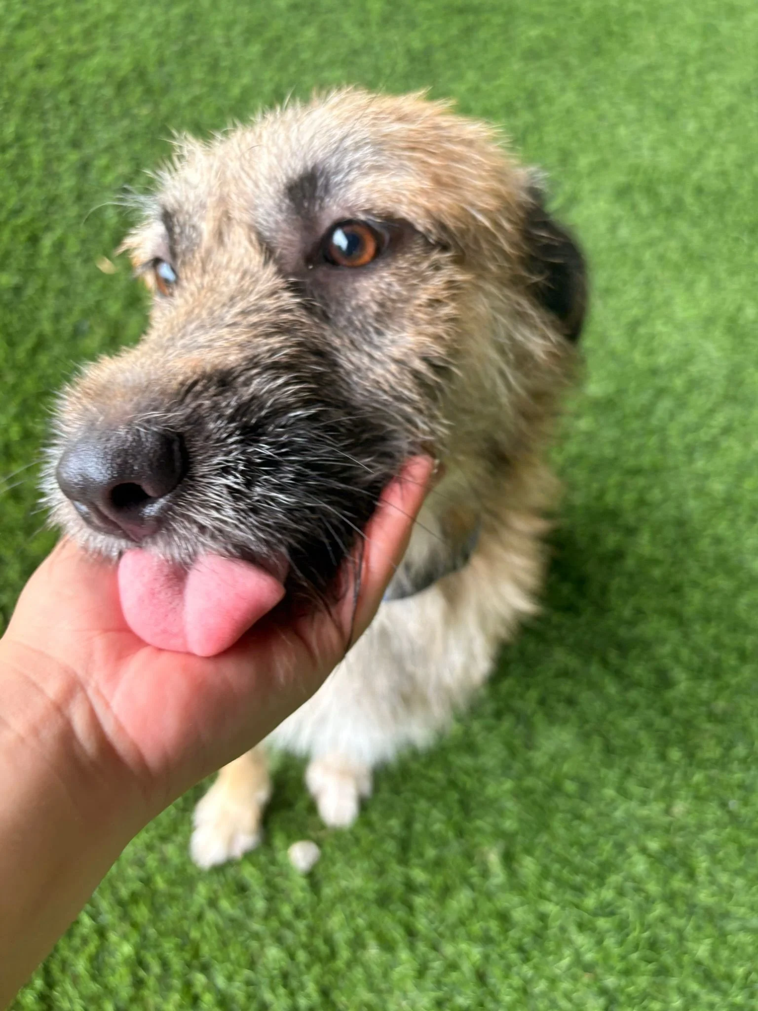 SWIPE TO SEE HOW CLOSE WE ARE TO UNLOCKING OUR MATCHING FUNDS➡️

Our adoptable boy Peter Pan is here with a pink tongue and a huge grin to tell you that we&rsquo;re closer than ever to reaching our goal and unlocking $50,000 in matching funds! Curren