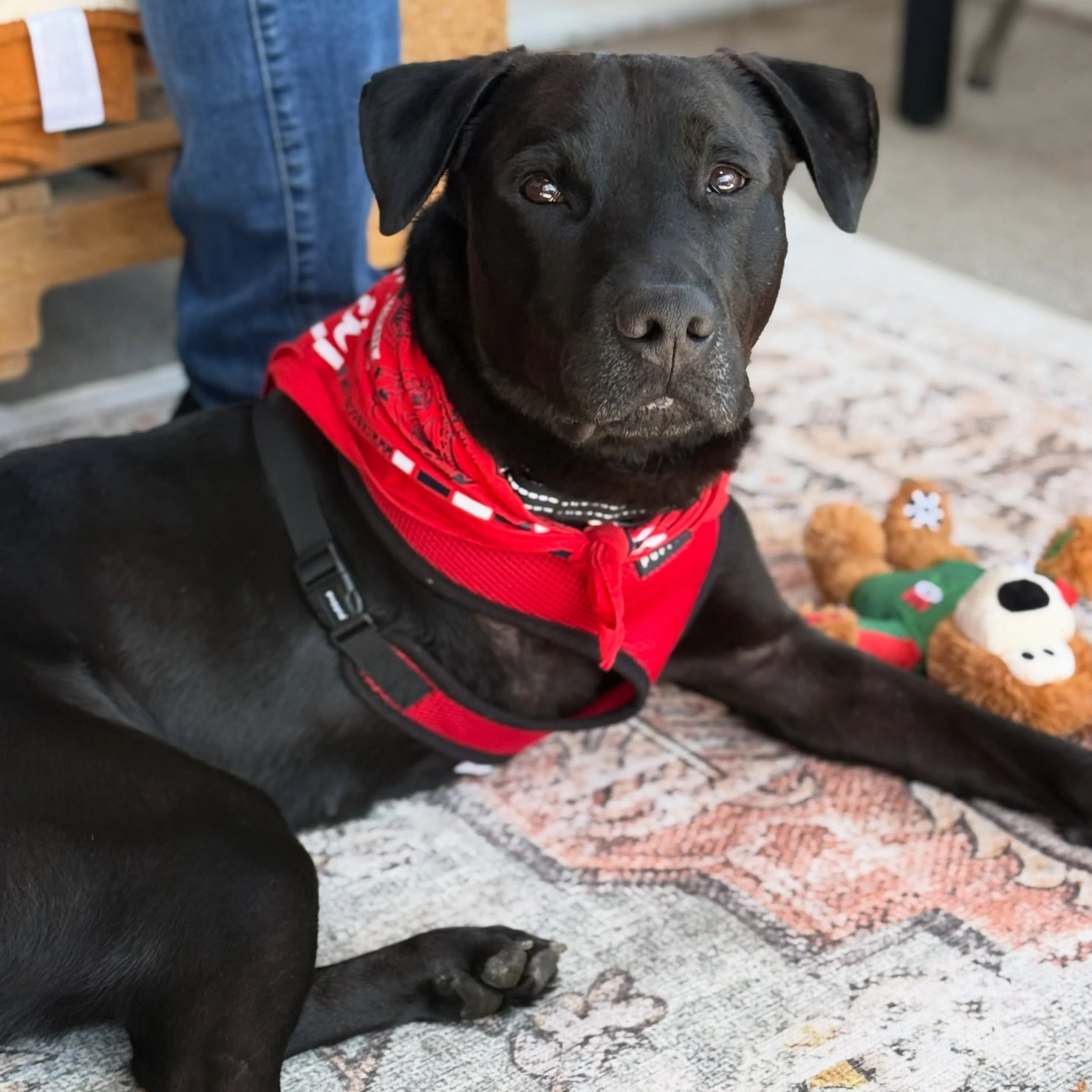 📣DUNCAN HAS A HUGE ANNOUNCEMENT TO MAKE! 

This sweet tripod (who you all know and love by now, thanks to last week&rsquo;s beautiful testimonial by @conniebraaps) was flown to his forever home thanks to our big hearted donors and extensive vetting 