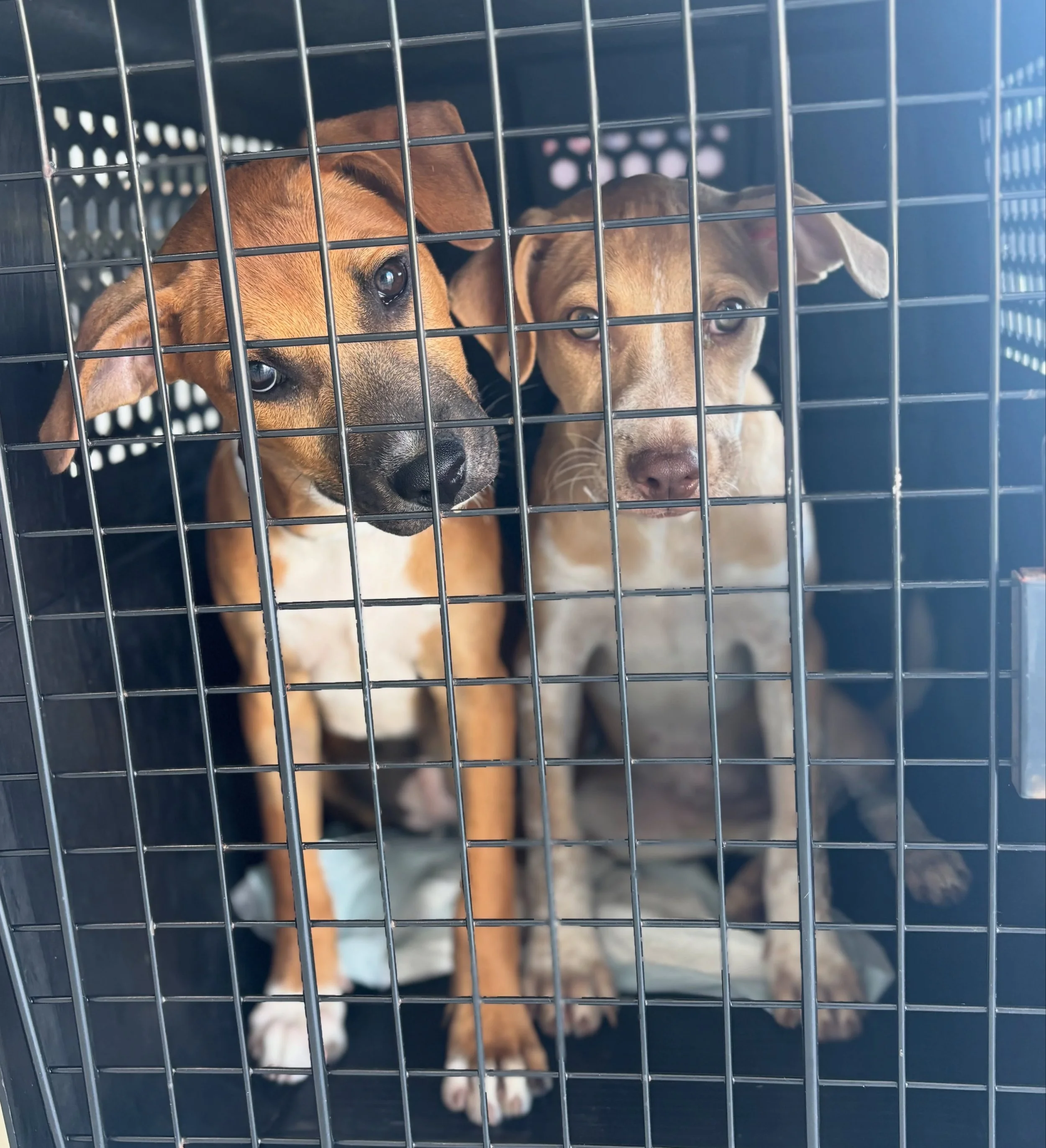And somehow, after hundreds of hours of planning, vetting, driving, crating, bathing, organizing, loading, and FLYING - 150 animals landed safely in New Jersey. Our first #SatoUnited transport is officially in the books. 

We could not have done this