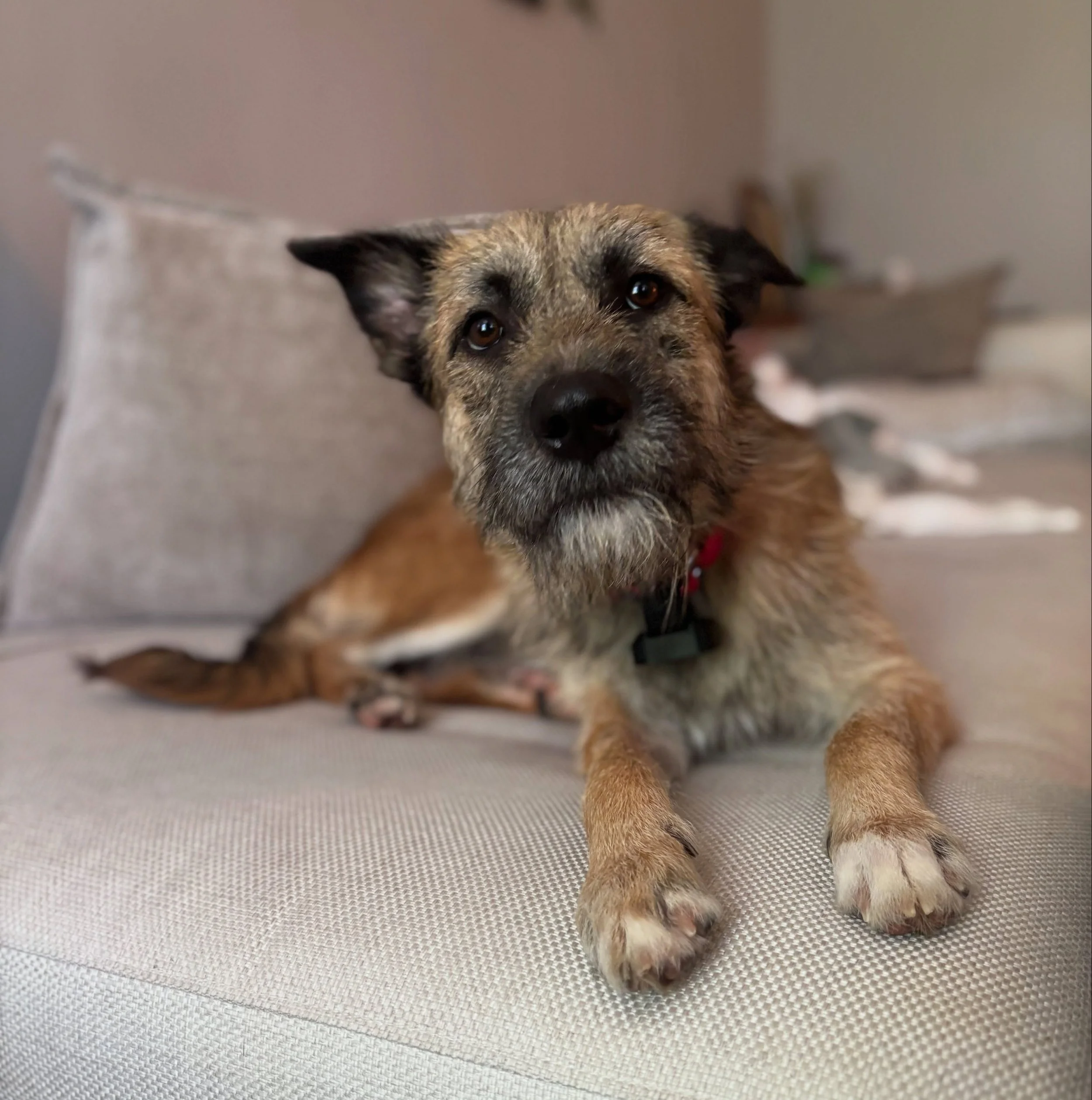 &ldquo;Try not to make sudden movements&hellip;&rdquo;

That&rsquo;s what I was told when I first approached Peter Pan&rsquo;s crate at the transport. He was scared, and barking, and looking up with distrustful eyes. He had just been on a plane halfw