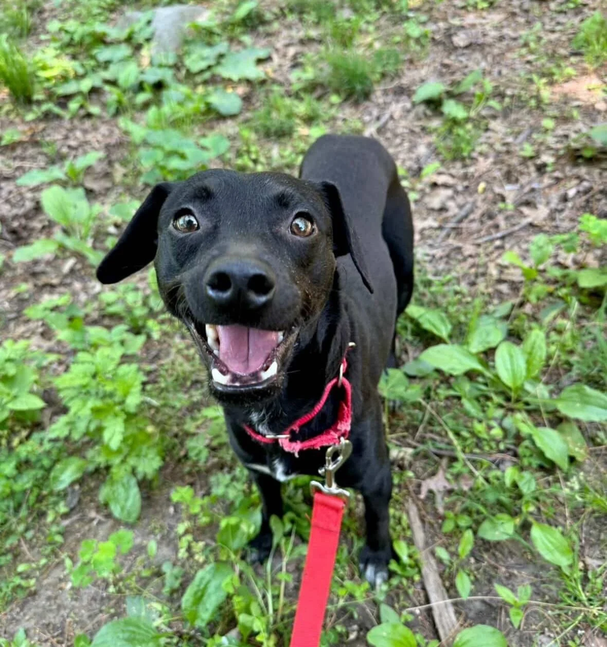 WE&rsquo;RE ON A MISSION: it&rsquo;s all hands on deck to SHARE ADRIAN and find his family once and for all! 

Adrian has been waiting for his forever home for what feels like&hellip;well, forever! He&rsquo;s been in foster for almost 5 months alread