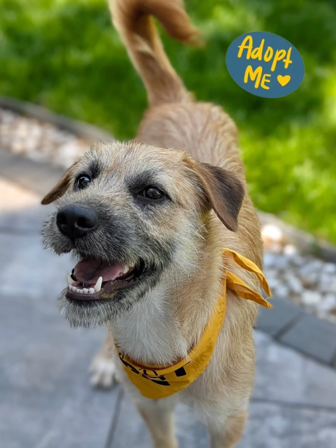 Looking for a young dog who is full of energy and ready for any and all adventures? Meet Wendy Darling 🧚(yes, Peter Pan&rsquo;s sister!), an 8-12 mo old wire haired pup who is crate- and leash-trained, very easy-going, friendly with dogs and all hum