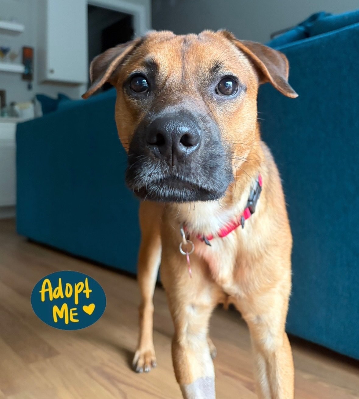 Happy rainy Sunday from gorgeous and adoptable LUCA!

Luca went into foster last week and has been doing amazing. His foster mama loves him and has nothing but wonderful things to say about the time they&rsquo;ve spent together so far. Let&rsquo;s he