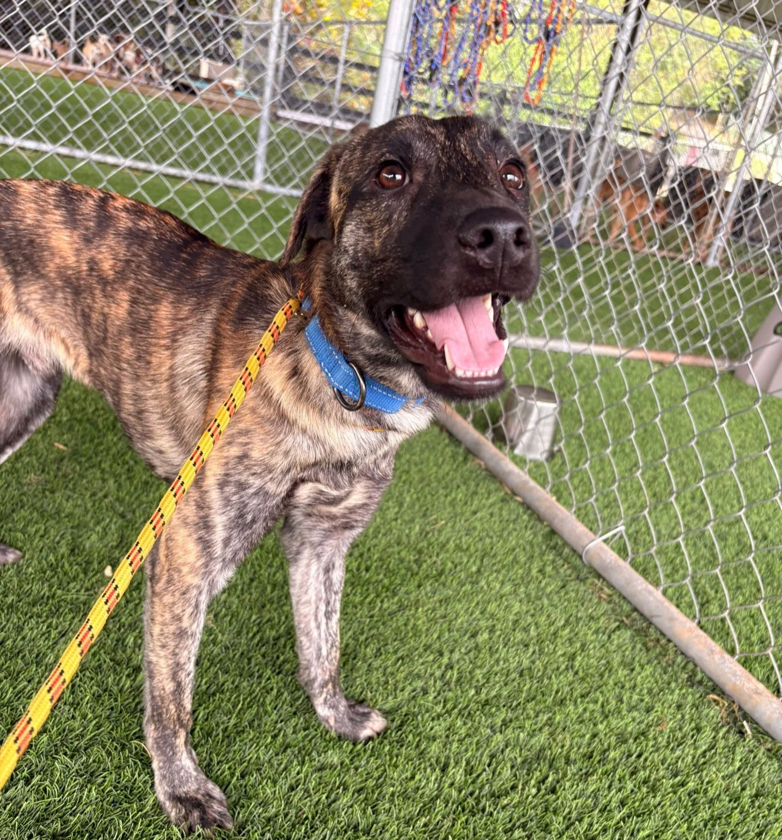 LUPO is in foster everybody!

This special brindle beauty has been overlooked for far too long - but he&rsquo;s been doing amazing in his foster home and we&rsquo;re ready to brag about how ready he is for a forever family! 

And maybe give you an op