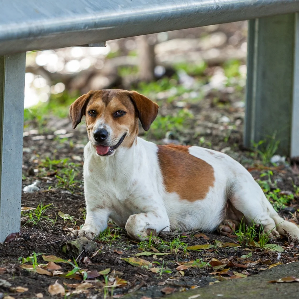 Today is EL D&Iacute;A MUNDIAL DEL PERRO SIN RAZA, aka &ldquo;World Mutt Day&rdquo;, or, as we like to call it &ldquo;World Sato Day.&rdquo;

No matter where you go on earth, you&rsquo;ll find perros sin raza - &ldquo;breedless&rdquo; dogs, mutts, mi