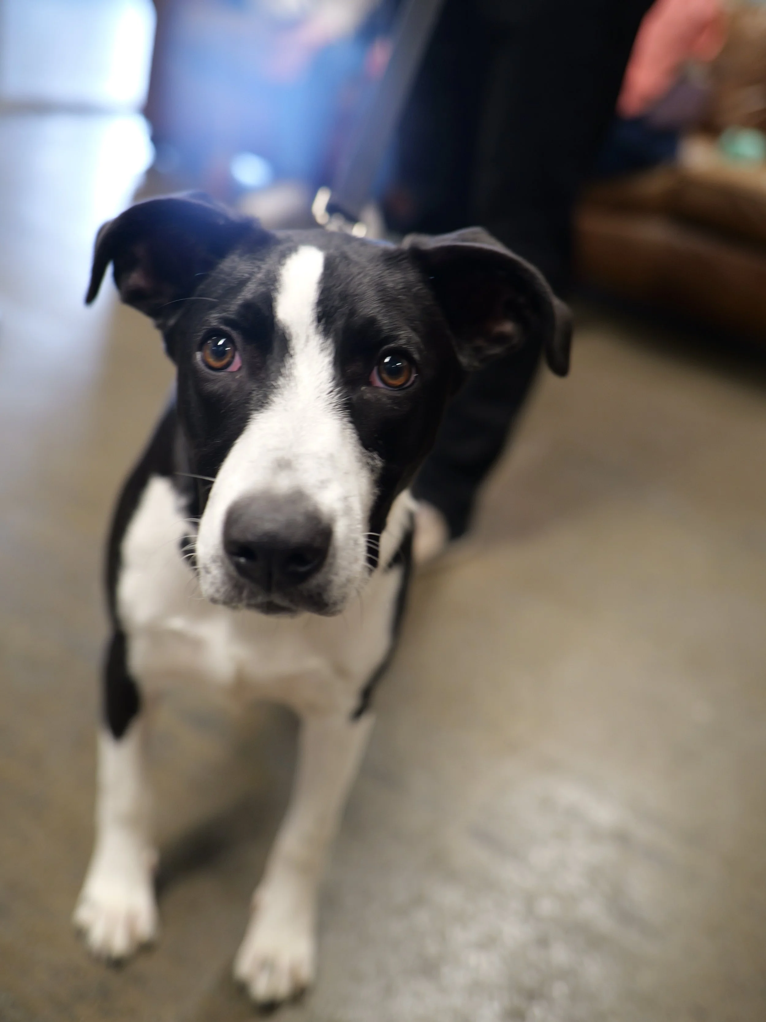 Yesterday&rsquo;s YAPPERTIVO HOUR with @faccia_brutto_spirits was so special. Tonight we&rsquo;ll show you how the whole day went with a behind the scenes reel. But first we have to share these beauty shots of the adoptable satos we had present at th