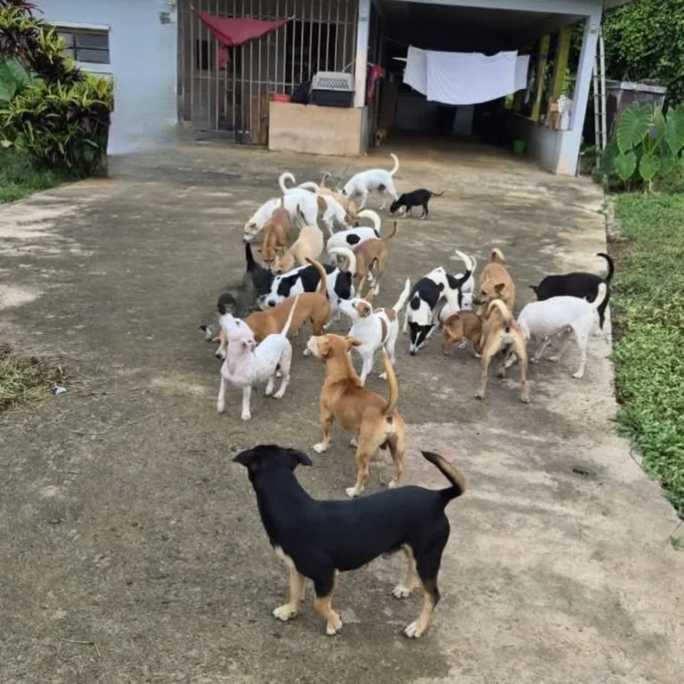 For those who think spay/neuter/vaccination is not enough to alleviate the suffering of community dogs in Puerto Rico, or is somehow inhumane...

We invite you to read a letter sent to us from @uniendovoluntades_pr . For their volunteer team on the g