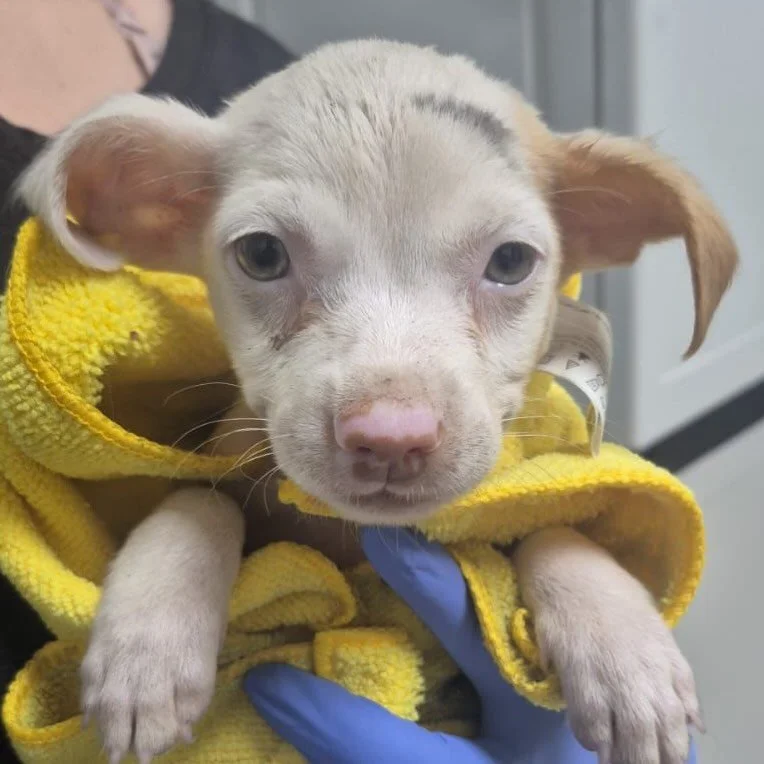 On Sunday evening, under the cover of darkness, when our vet&rsquo;s clinic was closed and doors were locked, this tiny soul was heartlessly dumped and left to survive on his own.

At barely five pounds, he was fighting a war on two fronts: severe an