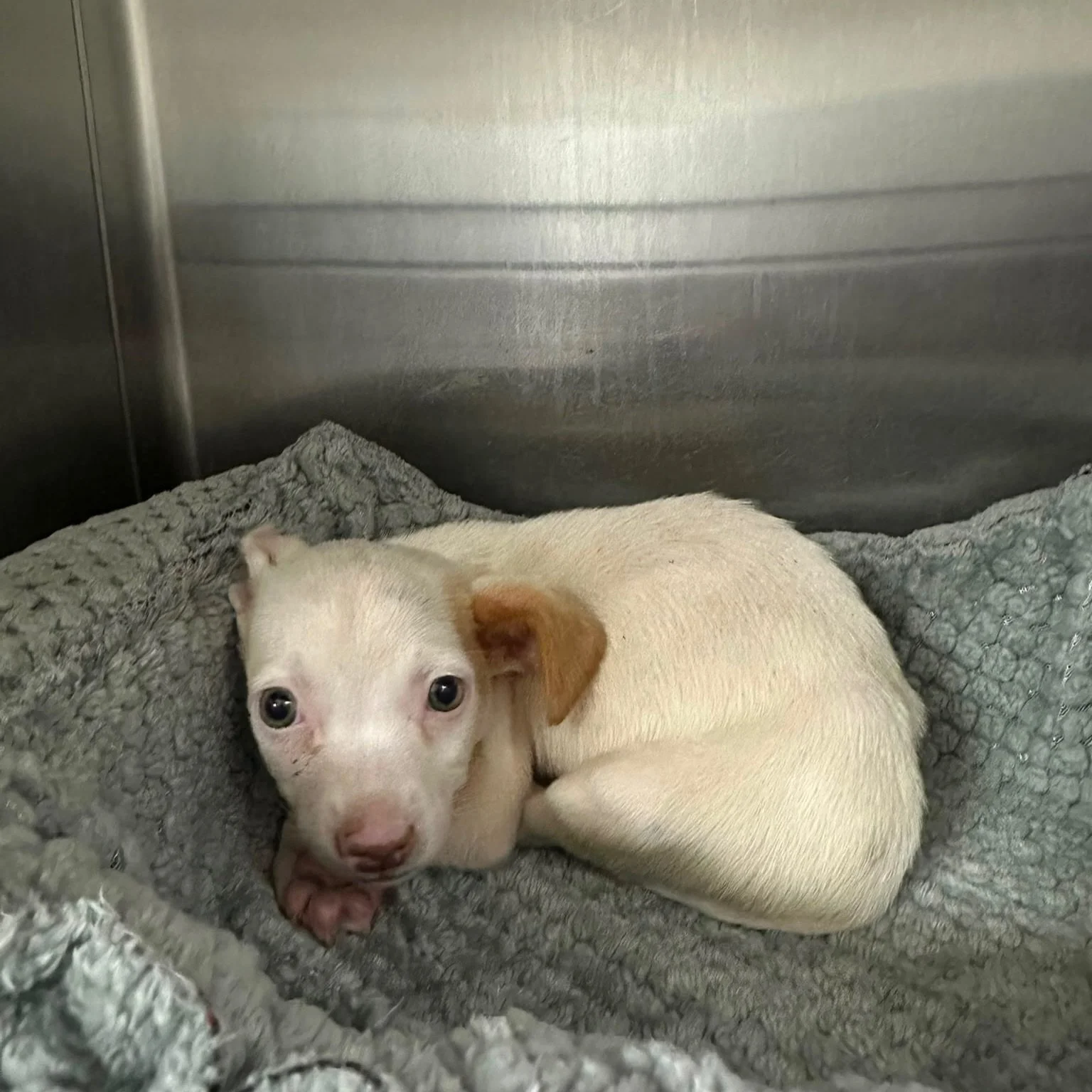 Checking in on little RAFA &hearts;️

We are pleased to report that this tiny angel has been doing great. His hemoglobin is steadily improving and he has not yet needed a blood transfusion. He&rsquo;s eating and drinking and looking alert, like the l