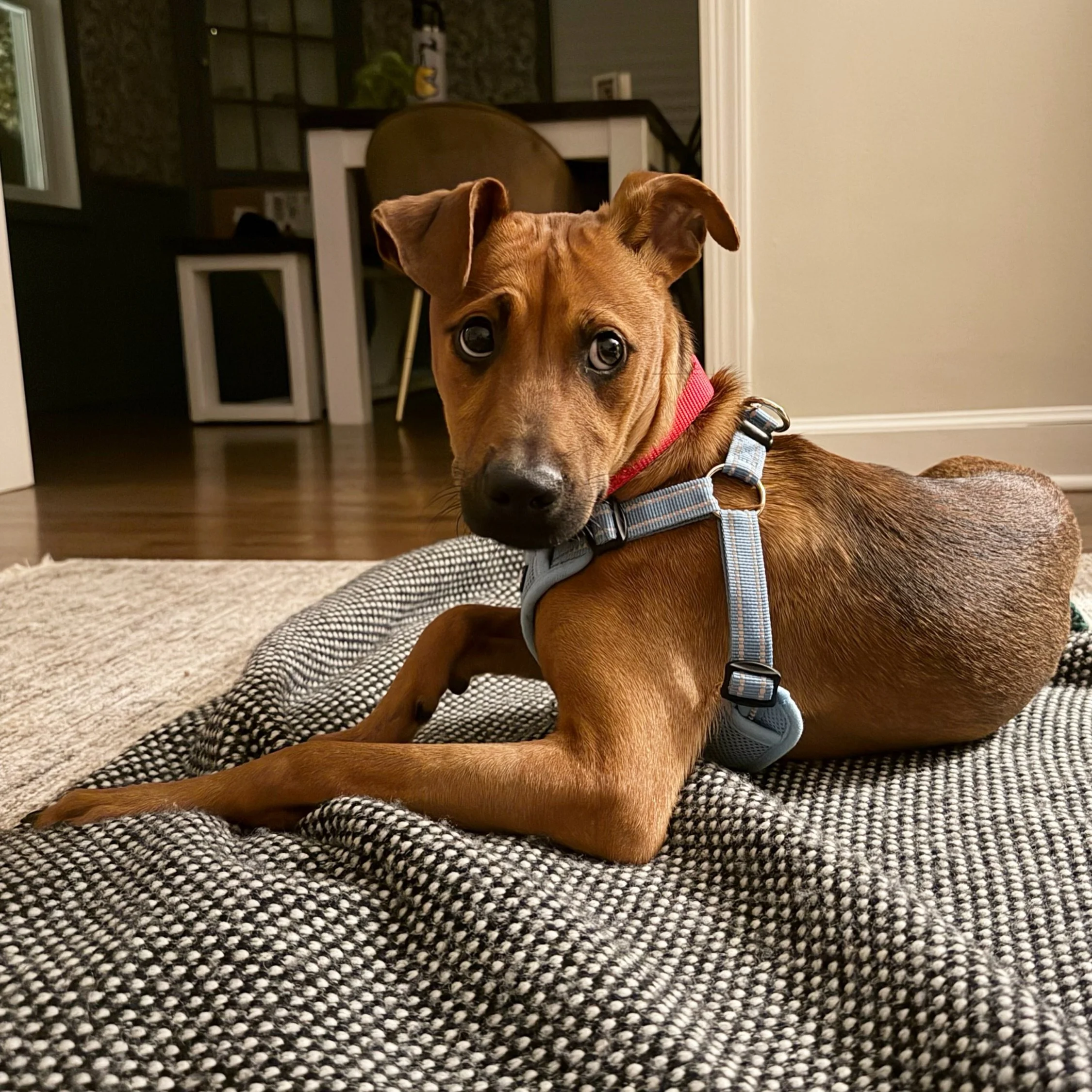 TROYA officially gives the most epic puppy dog eyes and pout we have ever seen on a sato 😅

But don&rsquo;t be fooled - as you can see by the video, there is no misery to be found in this little lady. Her big sad puppy eyes are just a ploy to get yo