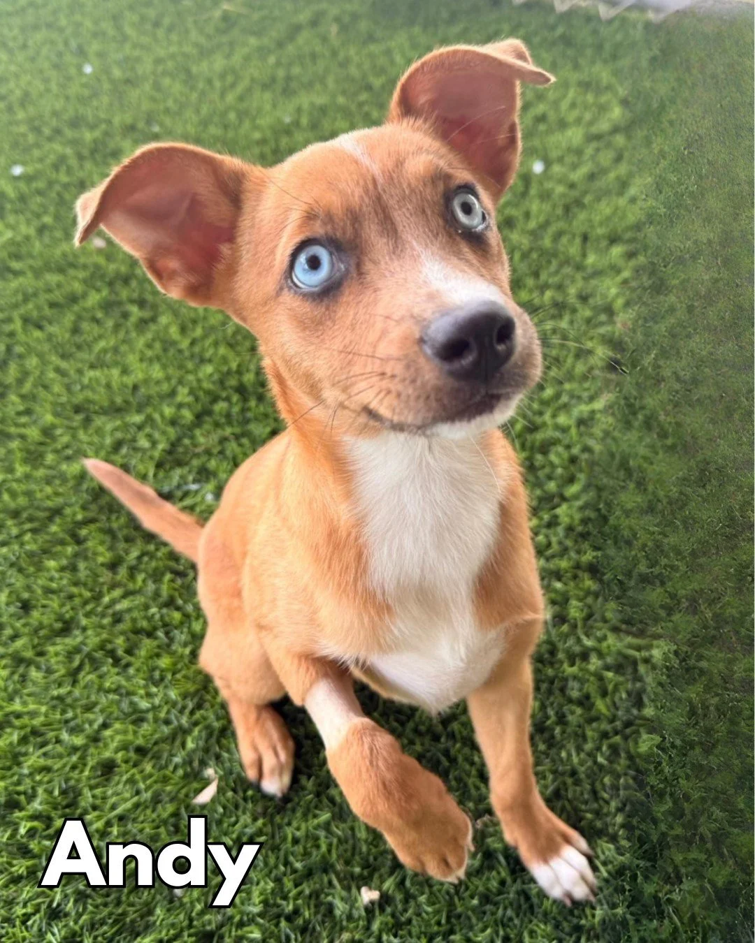 Remember beautiful Barbara, with the one blue eye/brown eye? Or maybe you remember her big happy smile when SATO United 001 delivered her into the arms of her new forever home? If you felt jealous of her adopters that day, then we have great news for