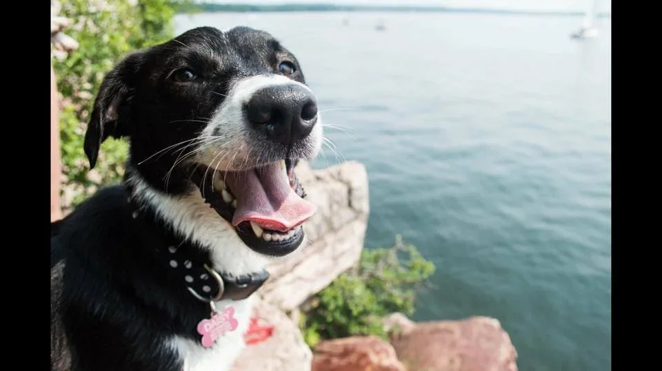 A happy black and white dog with a collared pink tag near a body of water.