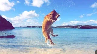 Dog jumping out of the water at the beach under a blue sky.