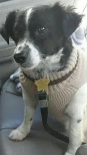Small black and white dog wearing a tan sweater with a yellow star-shaped tag