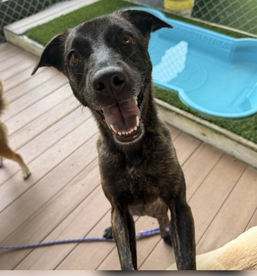 Happy black dog with brown eyes looking at the camera with its mouth open, showing its teeth, on a wooden deck with a blue kiddie pool in the background.