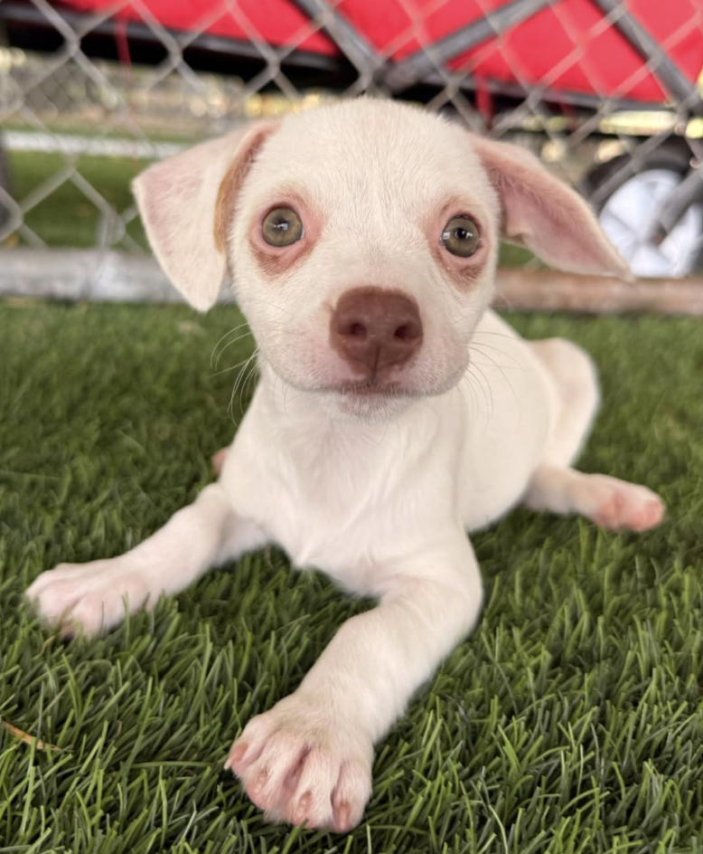 Close-up of a small white puppy with pink ears and nose, lying on green grass near a chain-link fence.