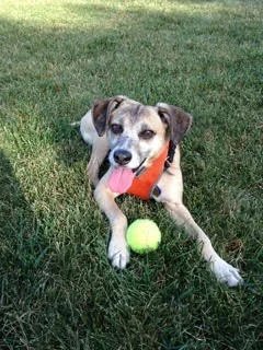 Dog lying on grass with a tennis ball and tongue out